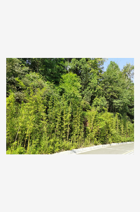 生态公园里繁茂的植物-众图网