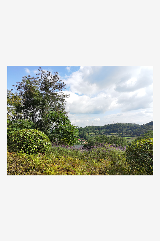 生态公园里繁茂的植物-众图网