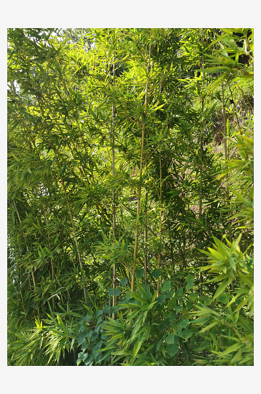 公园里翠绿繁茂的观赏竹子-众图网