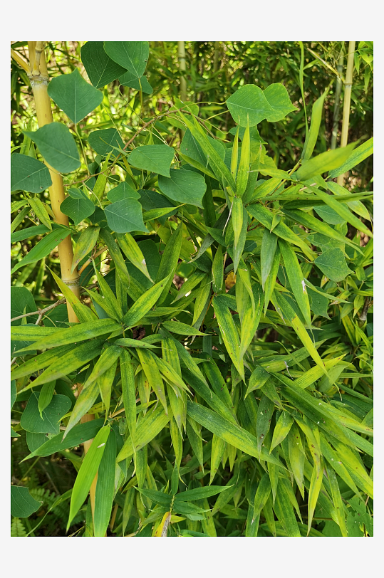 公园里翠绿繁茂的观赏竹子-众图网