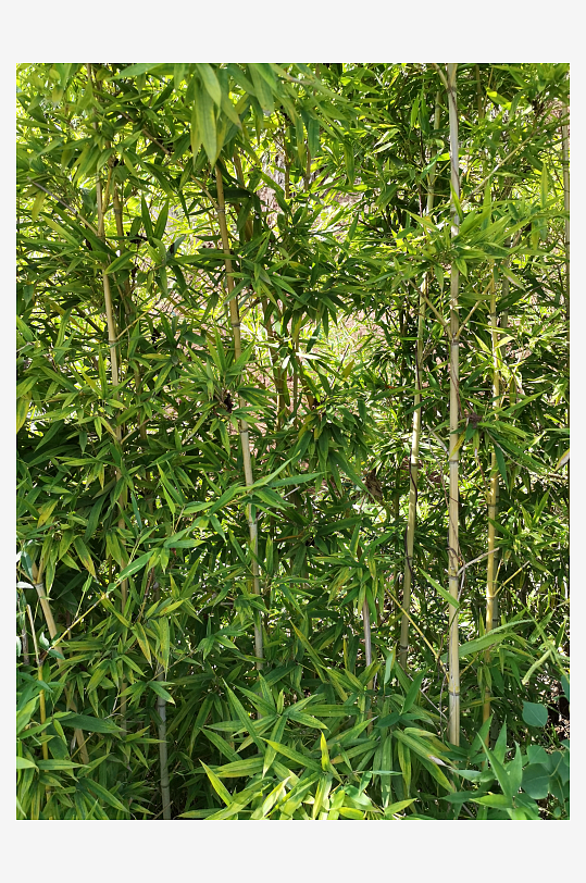 公园里翠绿繁茂的观赏竹子-众图网