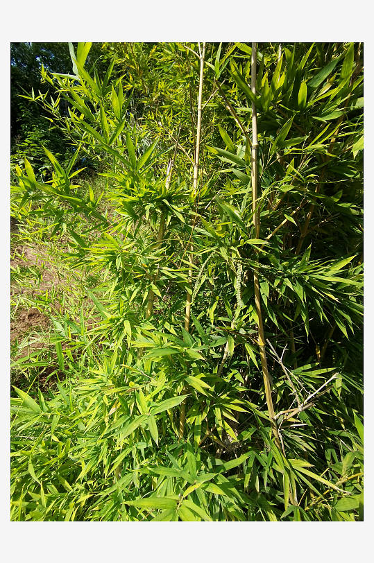 公园里翠绿繁茂的观赏竹子-众图网