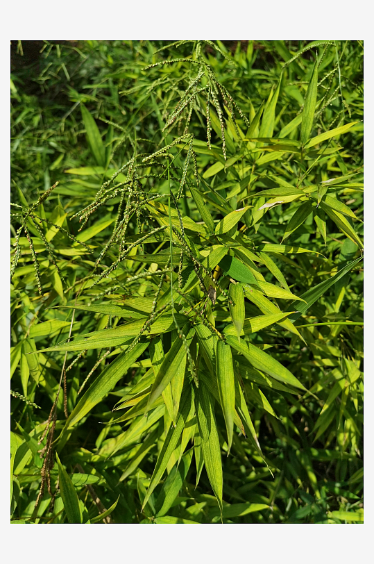 公园里翠绿繁茂的观赏竹子-众图网