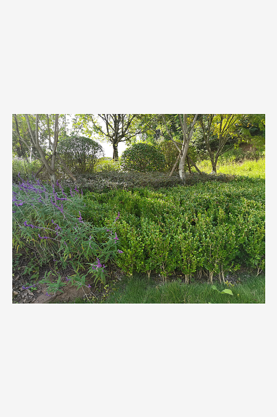 清新舒适公园美景-众图网