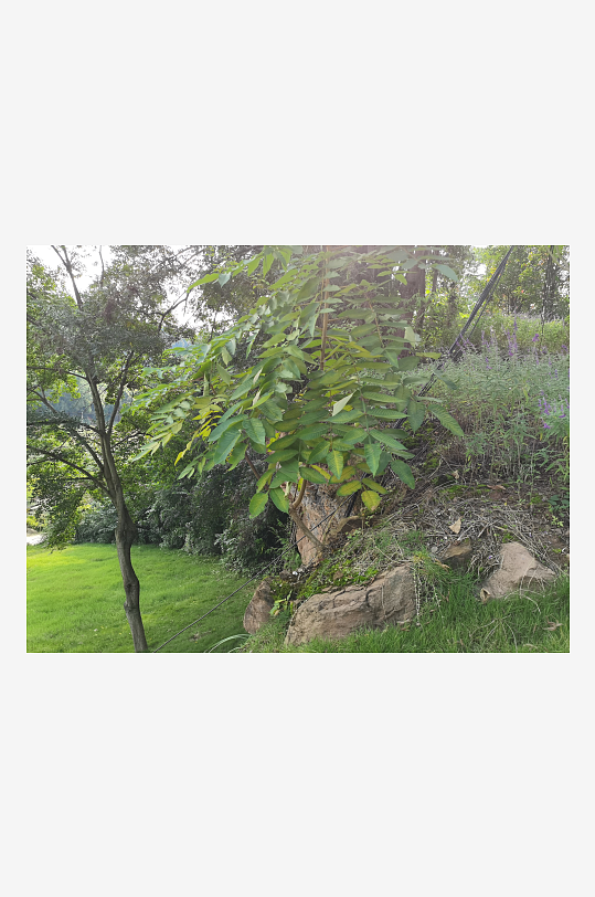 清新舒适公园美景-众图网