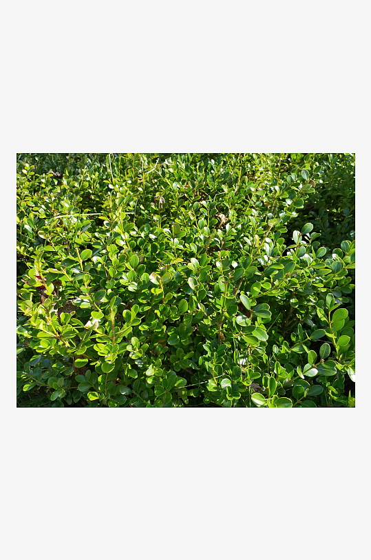 翠绿清新的植物美化环境-众图网