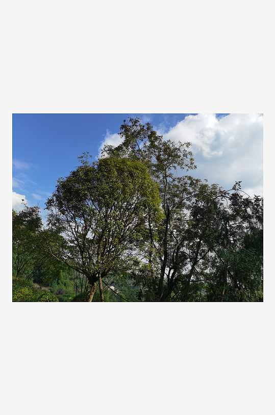 绿植环绕的森林公园美景-众图网