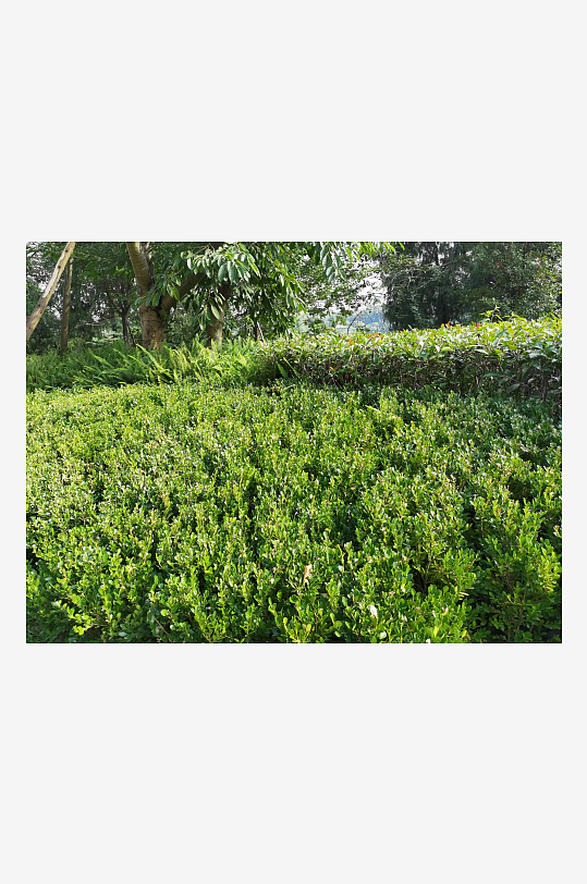 翠绿清新的植物美化环境-众图网