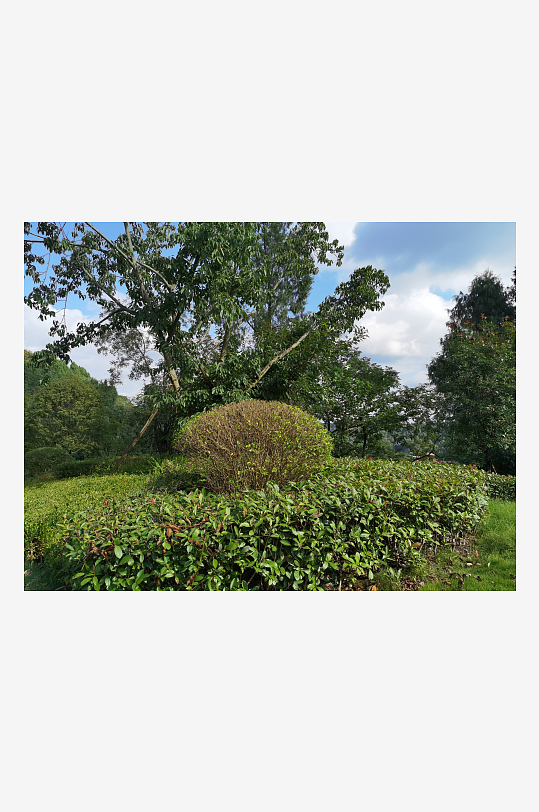 绿植环绕的森林公园美景-众图网