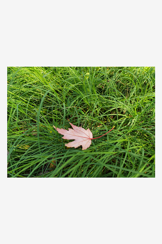 翠绿清新的植物美化环境-众图网