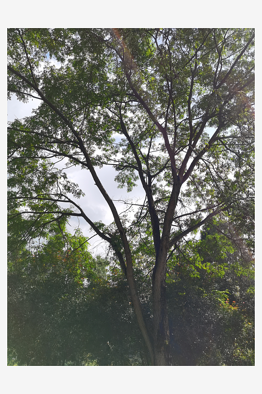 翠绿清新的生态公园-众图网