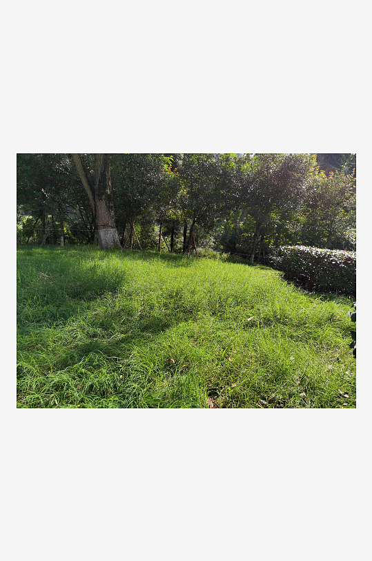 翠绿清新的生态公园-众图网