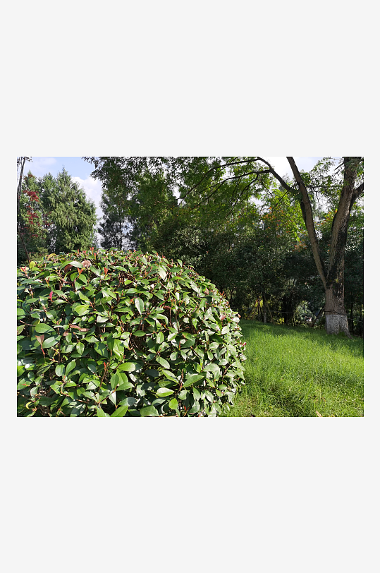 翠绿清新的生态公园-众图网