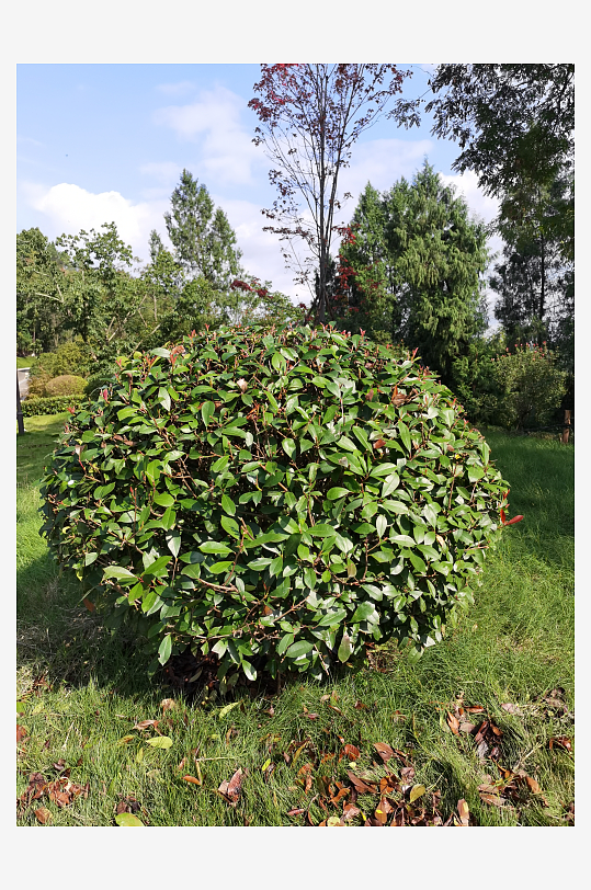 翠绿清新的生态公园-众图网