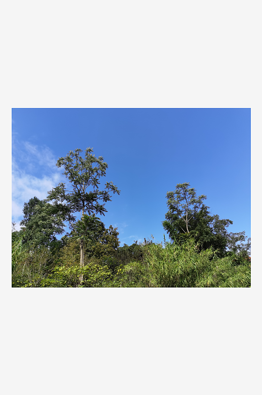 公园里繁茂植物特写-众图网