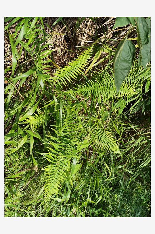 公园里繁茂植物特写-众图网