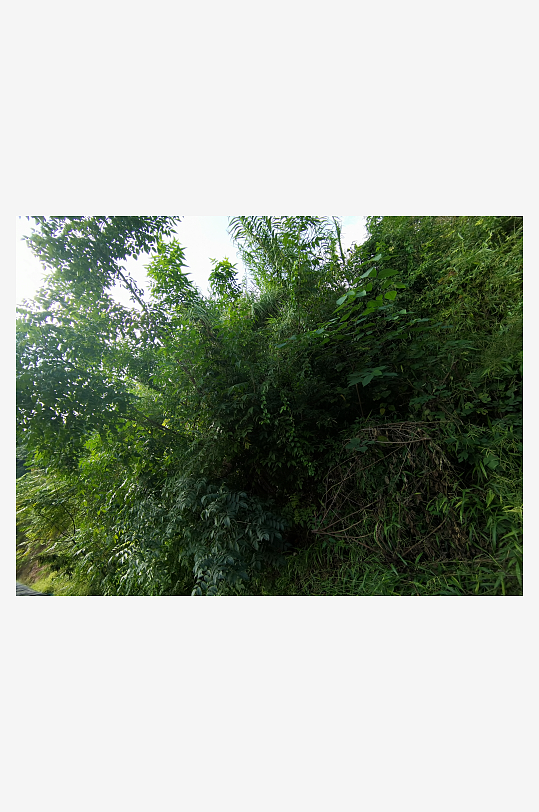 公园里繁茂植物特写-众图网