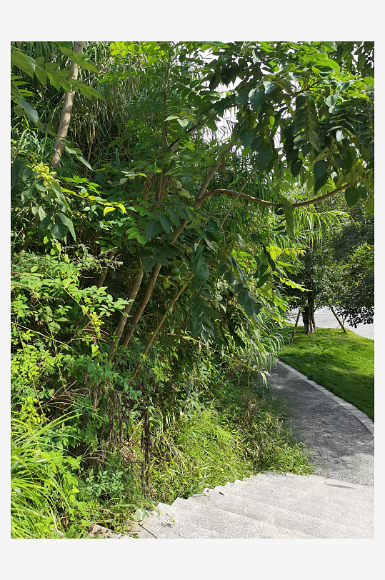 公园里繁茂植物特写-众图网