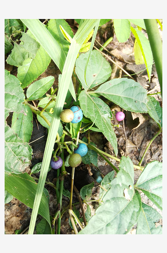 公园里繁茂植物特写-众图网