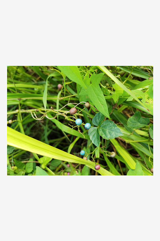 公园里繁茂植物特写-众图网