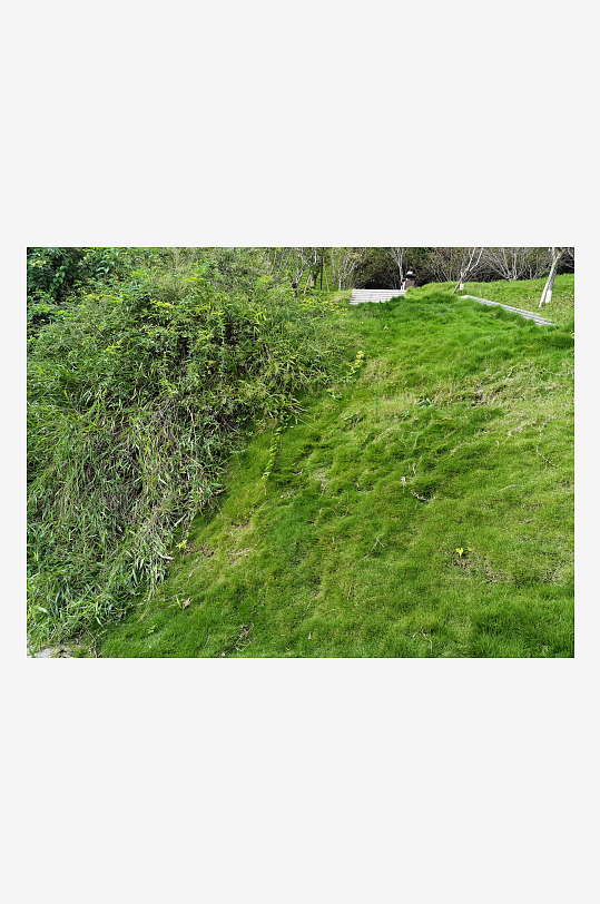 公园里繁茂植物特写-众图网