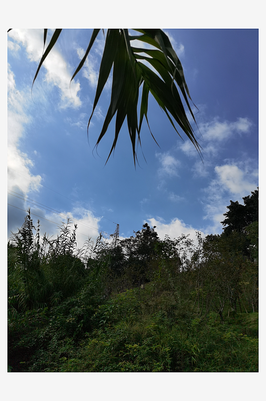 公园里繁茂植物特写-众图网