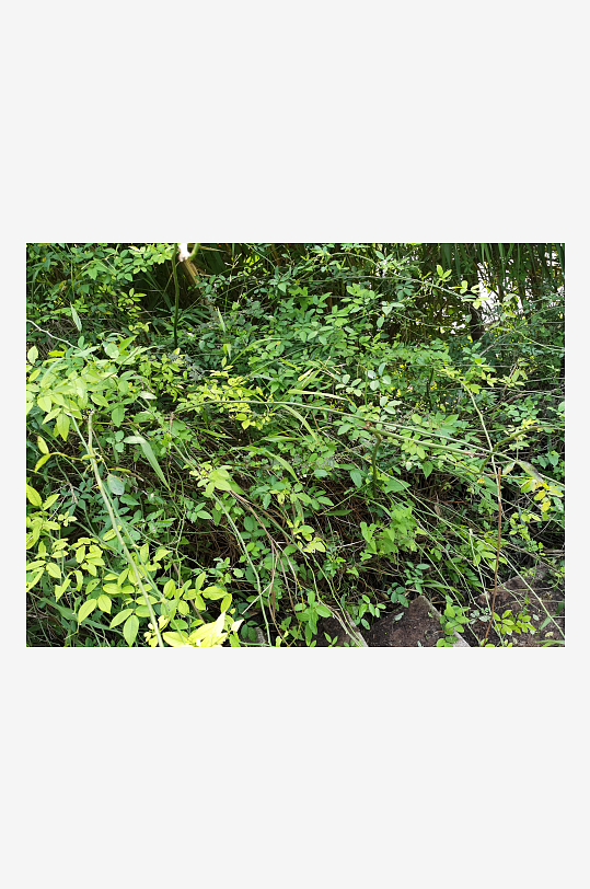 繁茂清新的绿植特写-众图网