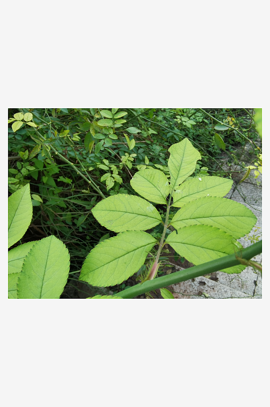 繁茂清新的绿植特写-众图网