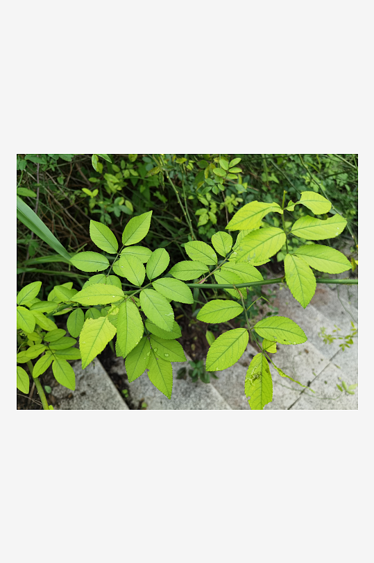 繁茂清新的绿植特写-众图网