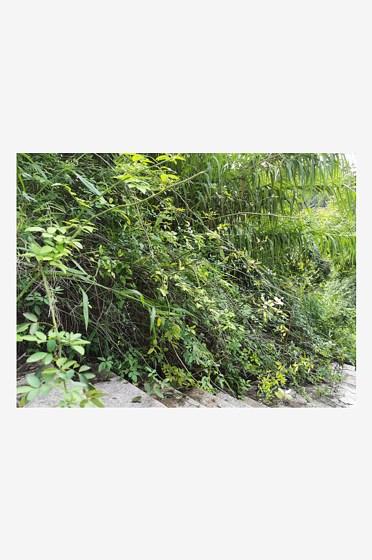 繁茂清新的绿植特写-众图网