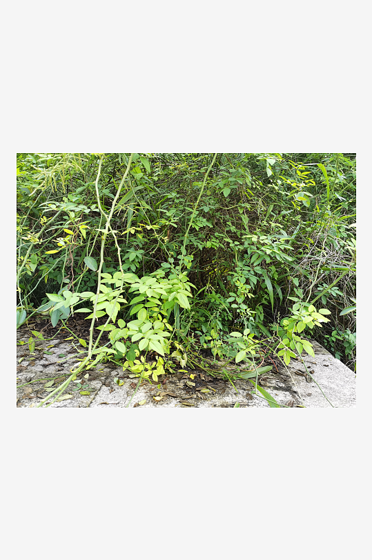 繁茂清新的绿植特写-众图网