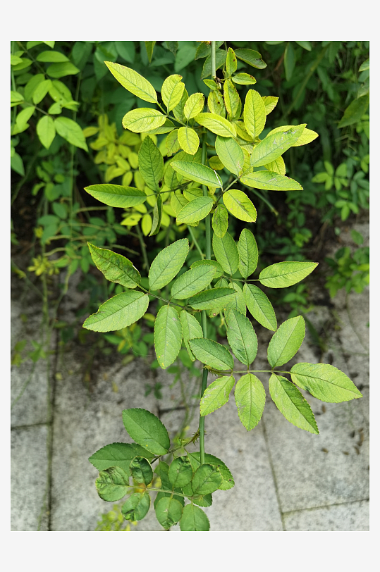 繁茂清新的绿植特写-众图网