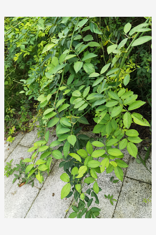 繁茂清新的绿植特写-众图网