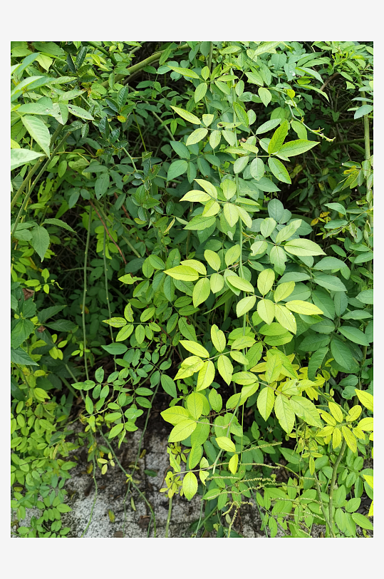 繁茂清新的绿植特写-众图网