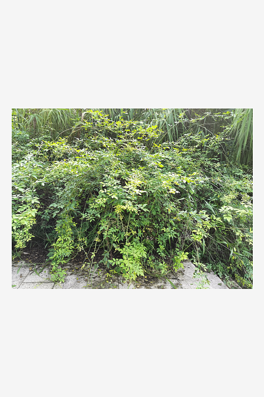 繁茂清新的绿植特写-众图网