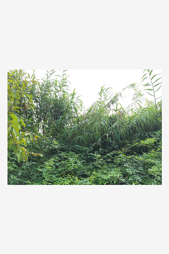 繁茂清新的绿植特写-众图网