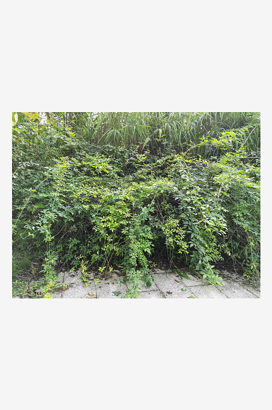 繁茂清新的绿植特写-众图网