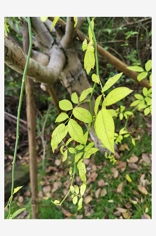 繁茂清新的绿植特写-众图网