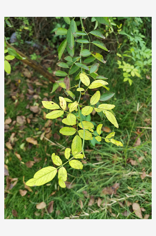繁茂清新的绿植特写-众图网