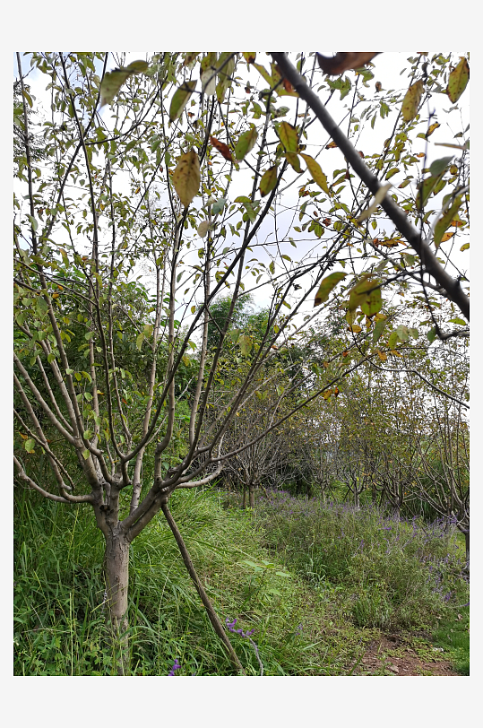 繁茂清新的绿植特写-众图网