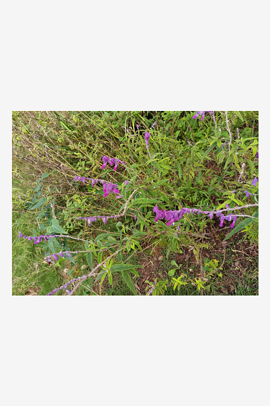 繁茂旺盛的花草树木-众图网