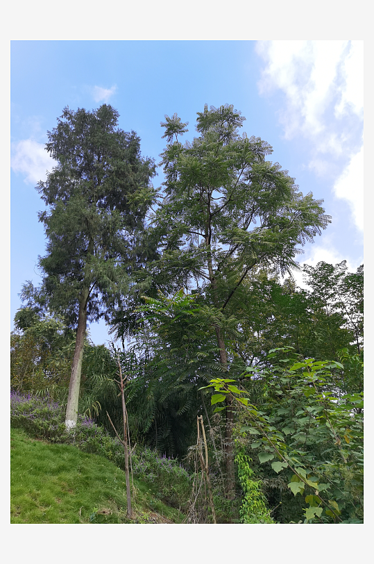 舒适清新的生态公园-众图网