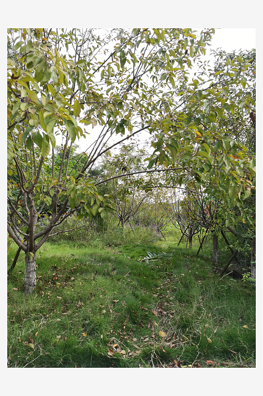 舒适清新的生态公园-众图网