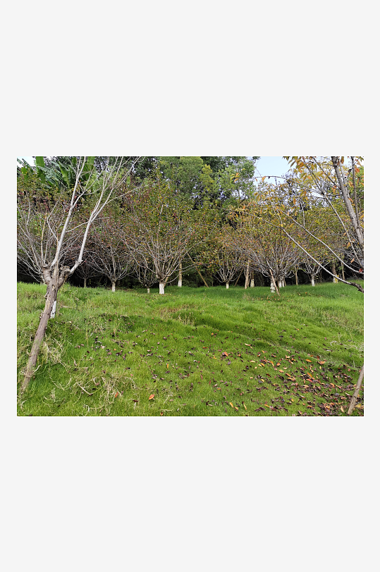 舒适清新的生态公园-众图网