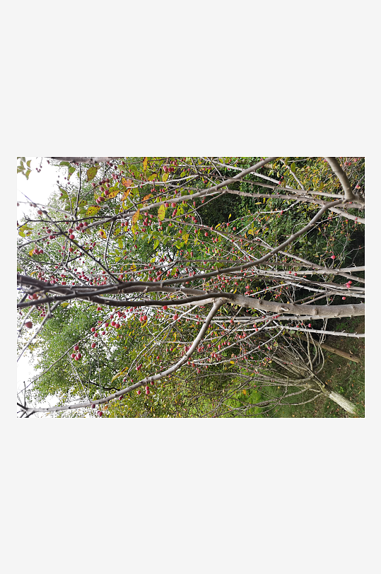 繁茂旺盛的花草树木-众图网