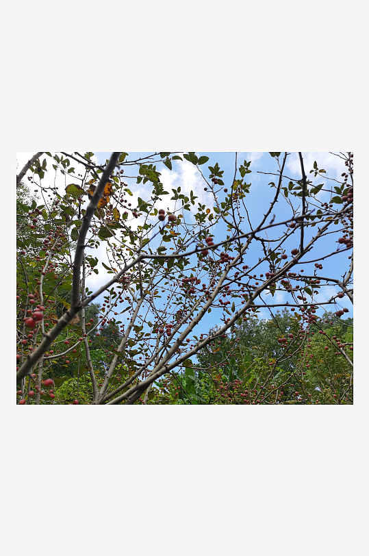 繁茂旺盛的花草树木-众图网