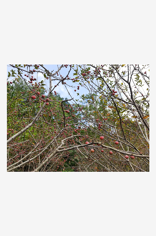 繁茂旺盛的花草树木-众图网