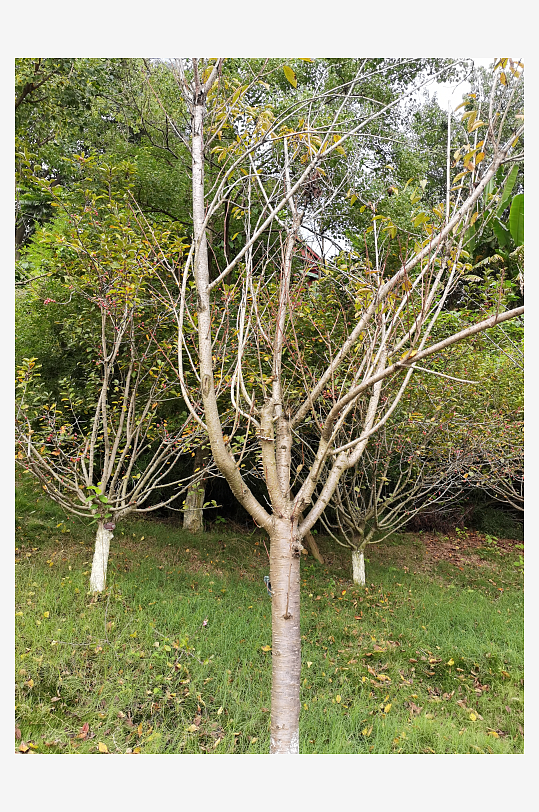 休闲舒适的生态公园-众图网