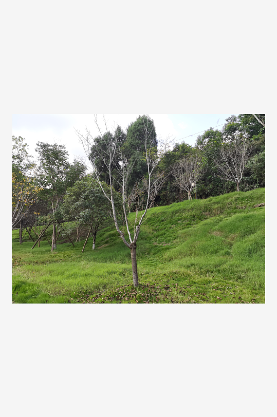 休闲生态公园环境-众图网