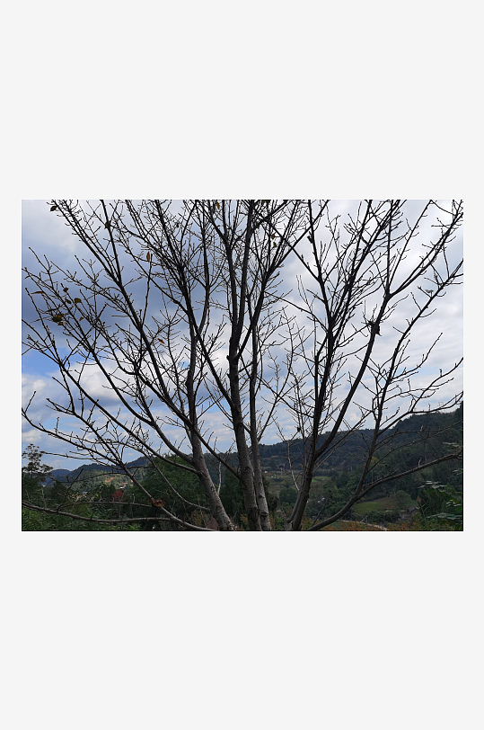 繁茂旺盛的花草树木-众图网